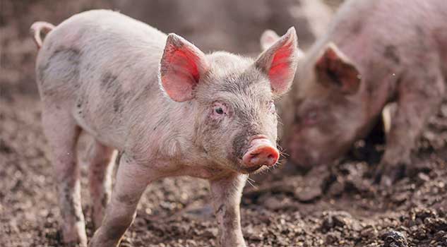 Pig Starts Farm Fire by Excreting Pedometer